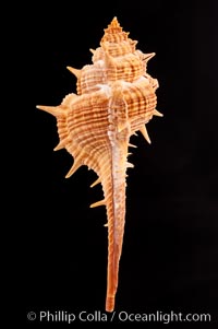 Murex aduncospinosus, Murex aduncospinosus