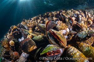 Mussels gather on a rocky reef, filtering nutrients from passing ocean currents. Browning Pass, Vancouver Island