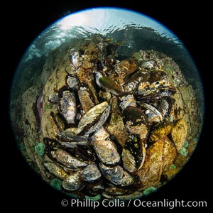 Mussels gather on a rocky reef, filtering nutrients from passing ocean currents. Browning Pass, Vancouver Island