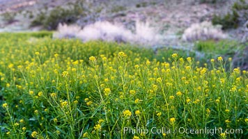 Mustard in bloom during the 2017 Superbloom, Anza Borrego, Anza-Borrego Desert State Park, Borrego Springs, California