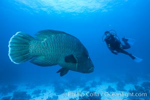 Napolean wrasse and diver, Egyptian Red Sea