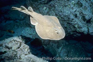 Lesser electric ray, Narcine entemedor, Socorro Island (Islas Revillagigedos)