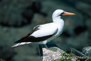 Nazca booby, Punta Suarez, Sula granti, Hood Island