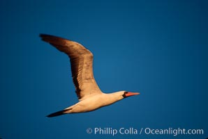 Nazca booby in flight, sunset, Punta Suarez, Sula granti, Hood Island