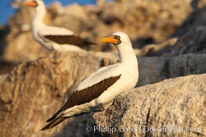 Nazca booby, Sula granti, Wolf Island