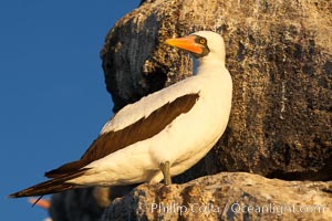 Nazca booby, Sula granti, Wolf Island