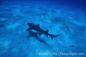 Lemon shark, Negaprion brevirostris