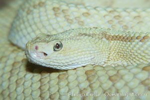 Neotropical rattlesnake, Crotalus durissus