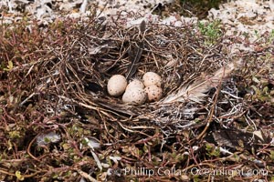 Nest and Eggs, Clipperton Island