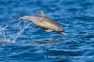 Newborn Baby Common Dolphin Leaping. This tiny newborn dolphin is so young embryonic folds are still visible on its sides, Delphinus delphis, San Diego, California