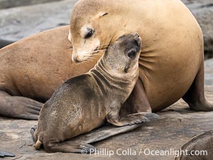 Newborn California sea lion pup with its mother in La Jolla. It is thought that most California sea lions are born on June 15 each year. This pup is just a few days old, on the rocks at Point La Jolla