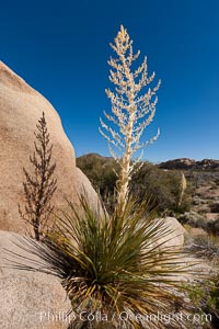 Parry's Nolina, or Giant Nolina, a flowering plant native to southern California and Arizona founds in deserts and mountains to 6200'. It can reach 6' in height with its flowering inflorescence reaching 12', Nolina parryi, Joshua Tree National Park