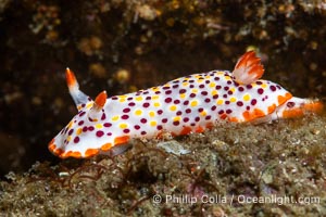 Norris' Chromodorid, Felimida norrisi, Sea of Cortez, Mexico, Felimida norrisi, Isla Angel de la Guarda, Baja California