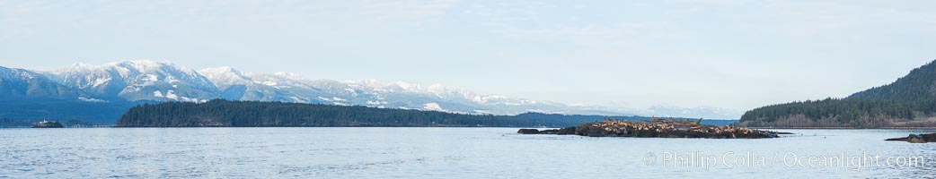 Steller Sea Lions and Bald Eagles atop Norris Rocks, Hornby Island and Vancouver Island, panoramic photo, Eumetopias jubatus