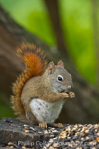 North American red squirrel eats seeds in the shade of a Minnesota birch forest.  Red squirrels are found in coniferous, deciduous and mixed forested habitats from Alaska, across Canada, throughout the Northeast and south to the Appalachian states, as well as in the Rocky Mountains, Tamiasciurus hudsonicus, Orr