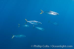 North Pacific Yellowtail, Seriola lalandi, San Diego, California