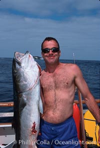 Jody Short and North Pacific Yellowtail, Islas San Benito, Seriola lalandi, San Benito Islands (Islas San Benito)