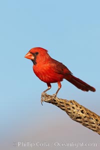 Northern cardinal, male, Cardinalis cardinalis, Amado, Arizona