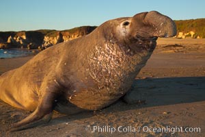 Northern elephant seal, Mirounga angustirostris