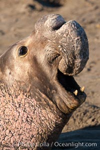 Northern elephant seal, Mirounga angustirostris