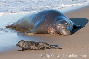 Northern elephant seal, Mirounga angustirostris