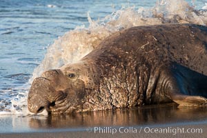 Northern elephant seal, Mirounga angustirostris