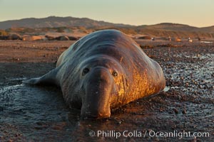 Northern elephant seal, Mirounga angustirostris