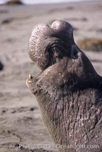 Northern elephant seal, adult male with large proboscis, Mirounga angustirostris, Piedras Blancas, San Simeon, California