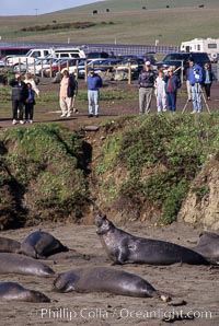 Tourists view northern elephant seals on the beach near Piedras Blancas, central California, Mirounga angustirostris, San Simeon