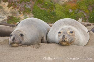 Two adult female elephant seals rest on a sandy beach, winter, Central California, Mirounga angustirostris, Piedras Blancas, San Simeon