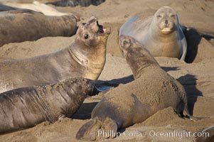 Female elephant seals fight for space on the beach for themselves and their pups, and fend off other females who may try to steal their pups.  The fights among females are less intense than those among bulls but are no less important in determining the social hierarchy of the rookery.  Sandy beach rookery, winter, Central California, Mirounga angustirostris, Piedras Blancas, San Simeon