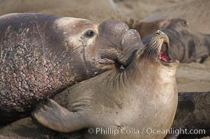 A bull elephant seal forceably mates (copulates) with a much smaller female, often biting her into submission and using his weight to keep her from fleeing.  Males may up to 5000 lbs, triple the size of females.  Sandy beach rookery, winter, Central California, Mirounga angustirostris, Piedras Blancas, San Simeon