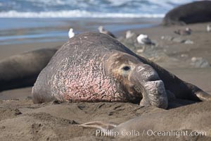 An adult male elephant seal rests on a sandy beach.  He shows the enormous proboscis characteristic of male elephant seals, as well as considerable scarring on his neck from fighting with other males for territory.  Central California, Mirounga angustirostris, Piedras Blancas, San Simeon