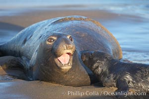 Elephant seal mother and pup vocalize to one another constantly, likely to reassure the pup and confirm the maternal identity on a crowded beach.  Central California, Mirounga angustirostris, Piedras Blancas, San Simeon