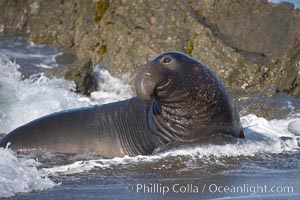 Adult male elephant seal in the surf, displaying the huge proboscis that is characteristic of this species.  Winter, Central California, Mirounga angustirostris, Piedras Blancas, San Simeon