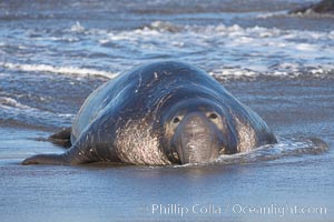 An adult male elephant seal rests on a wet beach.  He displays the enormous proboscis characteristic of male elephant seals as well as considerable scarring on his neck from fighting with other males for territory.  Central California, Mirounga angustirostris, Piedras Blancas, San Simeon