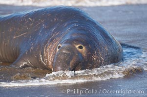 An adult male elephant seal rests on a wet beach.  He displays the enormous proboscis characteristic of male elephant seals as well as considerable scarring on his neck from fighting with other males for territory.  Central California, Mirounga angustirostris, Piedras Blancas, San Simeon