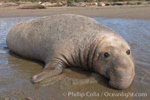 Adult male elephant seal lies on wet sand displaying the huge proboscis that is characteristic of this species.  Winter, Central California, Mirounga angustirostris, Piedras Blancas, San Simeon