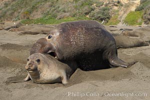 A bull elephant seal forceably mates (copulates) with a much smaller female, often biting her into submission and using his weight to keep her from fleeing.  Males may up to 5000 lbs, triple the size of females.  Sandy beach rookery, winter, Central California, Mirounga angustirostris, Piedras Blancas, San Simeon