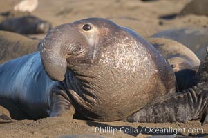 A bull elephant seal (adult male) surveys the beach.  The huge proboscis is characteristic of the species. Scarring from combat with other males.  Central California, Mirounga angustirostris, Piedras Blancas, San Simeon