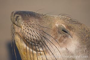 Whiskers on an adult female elephant seal.  Central California, Mirounga angustirostris, Piedras Blancas, San Simeon