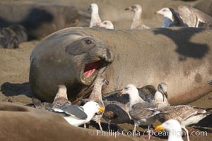 Having just given birth moments before, a mother elephant seal barks at seagulls that are feasting on the placenta and birth tissues.  The pup is unharmed; the interaction is a common one between elephant seals and gulls.  Winter, Central California, Mirounga angustirostris, Piedras Blancas, San Simeon