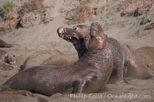 Male elephant seals (bulls) rear up on their foreflippers and fight for territory and harems of females.  Bull elephant seals will haul out and fight from December through March, nearly fasting the entire time as they maintain their territory and harem.  They bite and tear at each other on the neck and shoulders, drawing blood and creating scars on the tough hides.  Sandy beach rookery, winter, Central California, Mirounga angustirostris, Piedras Blancas, San Simeon