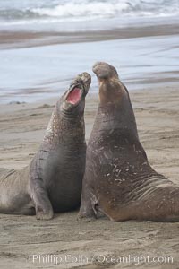 Male elephant seals (bulls) rear up on their foreflippers and fight for territory and harems of females.  Bull elephant seals will haul out and fight from December through March, nearly fasting the entire time as they maintain their territory and harem.  They bite and tear at each other on the neck and shoulders, drawing blood and creating scars on the tough hides, Mirounga angustirostris, Piedras Blancas, San Simeon, California