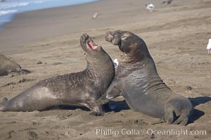 Male elephant seals (bulls) rear up on their foreflippers and fight for territory and harems of females.  Bull elephant seals will haul out and fight from December through March, nearly fasting the entire time as they maintain their territory and harem.  They bite and tear at each other on the neck and shoulders, drawing blood and creating scars on the tough hides, Mirounga angustirostris, Piedras Blancas, San Simeon, California