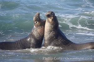 Male elephant seals (bulls) rear up on their foreflippers and fight in the surf for access for mating females that are in estrous.  Such fighting among elephant seals can take place on the beach or in the water.  They bite and tear at each other on the neck and shoulders, drawing blood and creating scars on the tough hides, Mirounga angustirostris, Piedras Blancas, San Simeon, California