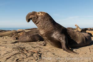 Northern elephant seals, Piedras Blancas, Mirounga angustirostris, San Simeon, California
