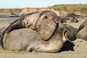 A bull elephant seal forceably mates (copulates) with a much smaller female, often biting her into submission and using his weight to keep her from fleeing. Males may up to 5000 lbs, triple the size of females. Sandy beach rookery, winter, Central California, Mirounga angustirostris, Piedras Blancas, San Simeon