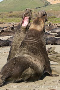 Male elephant seals (bulls) rear up on their foreflippers and fight for territory and harems of females. Bull elephant seals will haul out and fight from December through March, nearly fasting the entire time as they maintain their territory and harem. They bite and tear at each other on the neck and shoulders, drawing blood and creating scars on the tough hides. Sandy beach rookery, winter, Central California, Mirounga angustirostris, Piedras Blancas, San Simeon