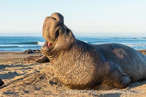 Bull elephant seal, adult male, bellowing. Its huge proboscis is characteristic of male elephant seals. Scarring from combat with other males, Mirounga angustirostris, Piedras Blancas, San Simeon, California